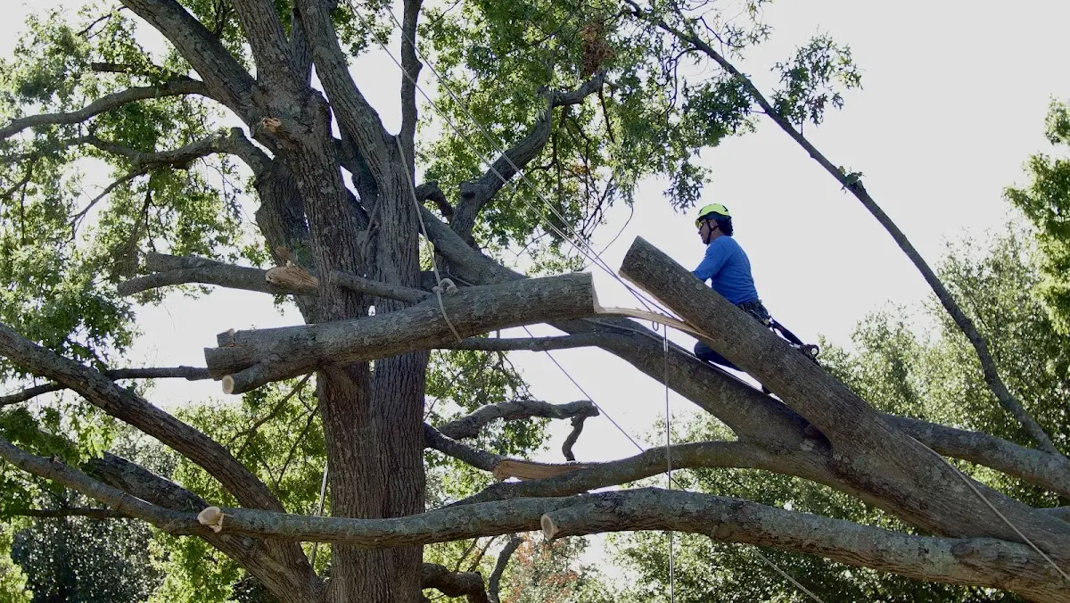 Professional Crown Thinning performed by certified arborists in Peshtigo